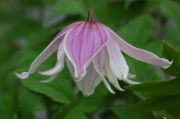 Clematis macropetala 'Propertius'